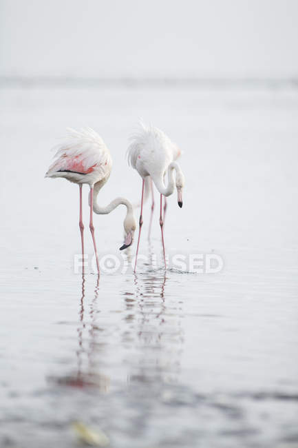 Flamant rose dans la zone humide de Walvis Bay — Photo de stock