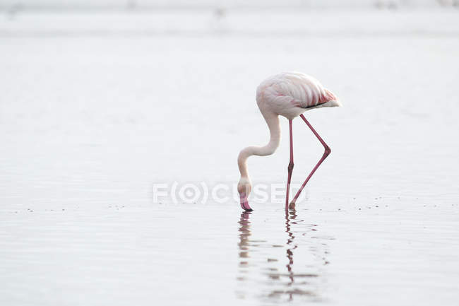 Flamant rose dans la zone humide de Walvis Bay — Photo de stock