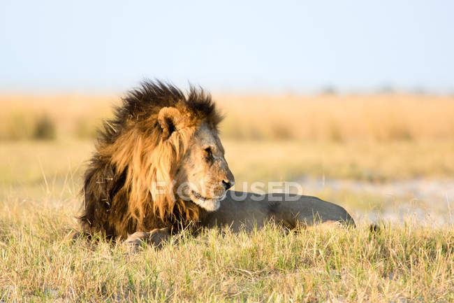 León en el Parque Nacional Chobe - foto de stock