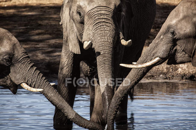 African elephants at watering — Stock Photo