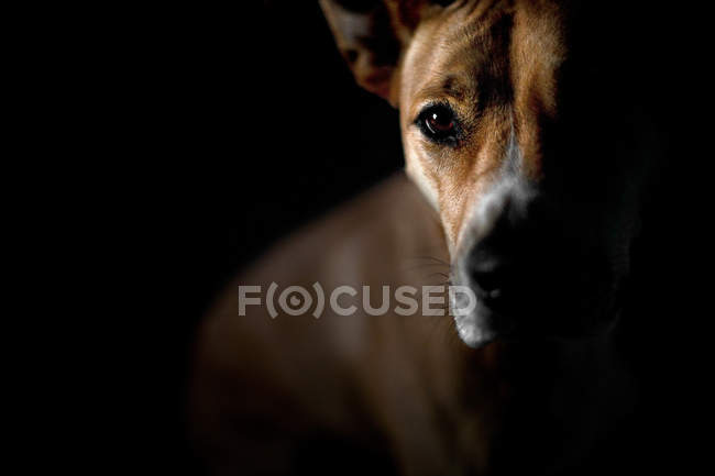 Dog looking — Stock Photo