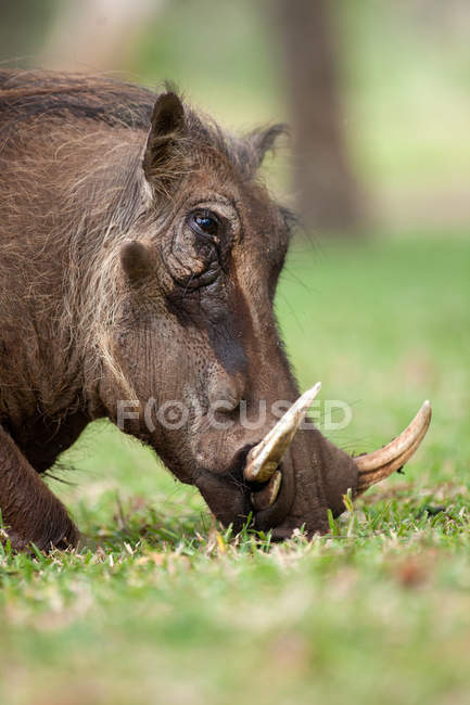 Warthog Grazing on Green Grass — Stock Photo