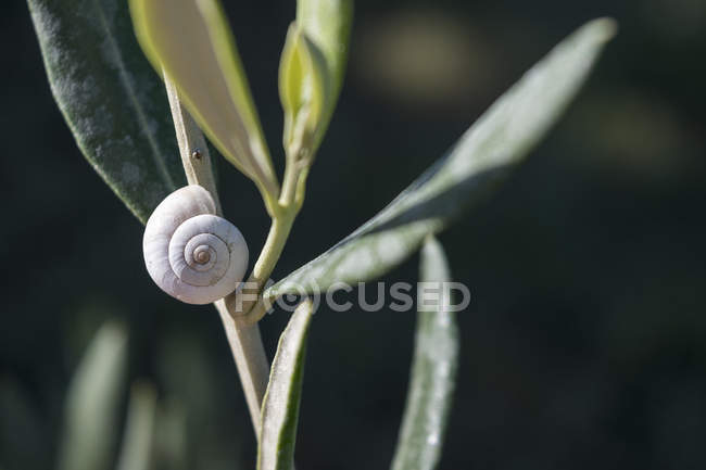 White snail shell on a sage plant in the herb garden — Stock Photo