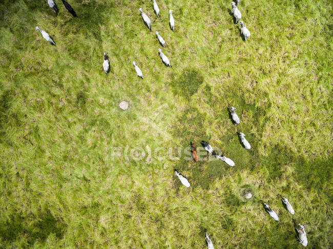 Cows walking on farm — Stock Photo