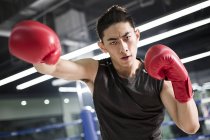 Retrato de asiático boxer — Fotografia de Stock