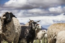Rebaño de ovejas y cabras que pastan en el campo . - foto de stock