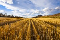 Rural scene of golden harvested field — Stock Photo