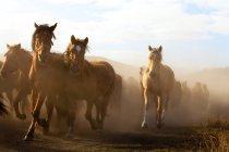 Troupeau de chevaux sauvages qui courent dans les prairies de Mongolie intérieure — Photo de stock