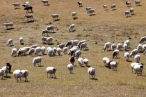 Выпас овец на сухом поле — стоковое фото