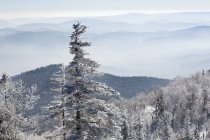 Árboles cubiertos de nieve en las montañas de China - foto de stock