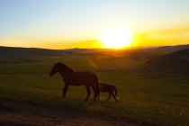 Soleil se levant sur le champ avec des chevaux sauvages en Chine — Photo de stock