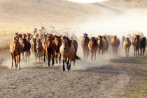 Manada de caballos salvajes corriendo en los pastizales de Mongolia Interior - foto de stock