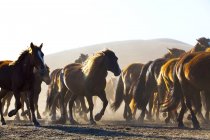 Herde von Wildpferden läuft in der inneren Mongolei Grasland — Stockfoto