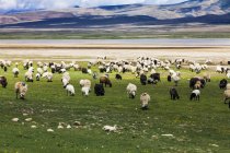 Flock of sheep and goats grazing in mountains of Tibet — Stock Photo