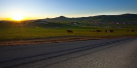 Солнце встает над полем с дикими лошадьми в Китае — стоковое фото