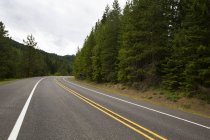 Вид на дорогу через сосновый лес — стоковое фото