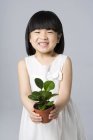 Pequena menina chinesa segurando vaso planta no fundo cinza — Fotografia de Stock