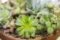 Plantes succulentes en pot, gros plan — Photo de stock
