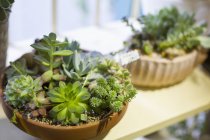 Сочные растения на стенде в магазине — стоковое фото