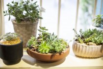 Potted succulent plants on stand in shop — Stock Photo