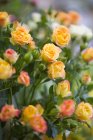 Vista de close-up de um monte de rosas amarelas — Fotografia de Stock