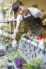 Chinese male florist watering plants in flower shop — Stock Photo