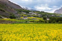 Champ de colza fleuri avec bâtiments de village sur la colline — Photo de stock
