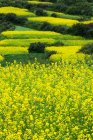 Campo de colza en flor, flores amarillas y vegetación - foto de stock