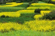Campo de colza en flor, flores amarillas y vegetación - foto de stock
