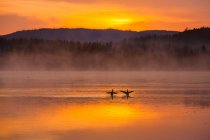 Uccelli sul lago con riflesso del cielo al tramonto e montagne — Foto stock