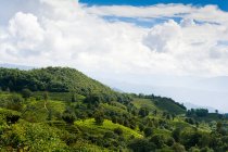 Vista panorámica de la plantación de té en Yunnan - foto de stock