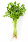 Bundle of celery isolated on white background — Stock Photo
