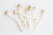 Champignons Hypsizygus isolés sur fond blanc — Photo de stock