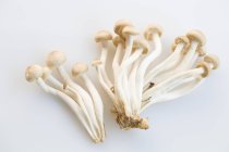 Hypsizygus funghi isolati su sfondo bianco — Foto stock