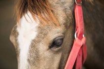 Крупным планом глаза лошади — стоковое фото