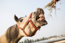 Fechar de cavalo comendo feno — Fotografia de Stock