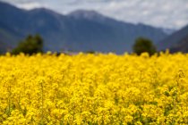 Flores de colza florescendo campo com e desfocado montanhas no fundo — Fotografia de Stock