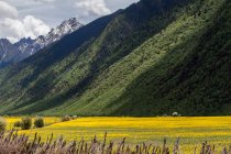 Flores de colza florescendo campo e montanhas, Tibete, China — Fotografia de Stock