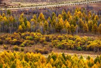 Vista panorâmica das árvores florestais em Aershan, China — Fotografia de Stock