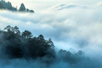 Trees on rocks with low clouds, Huangshan, China — Stock Photo