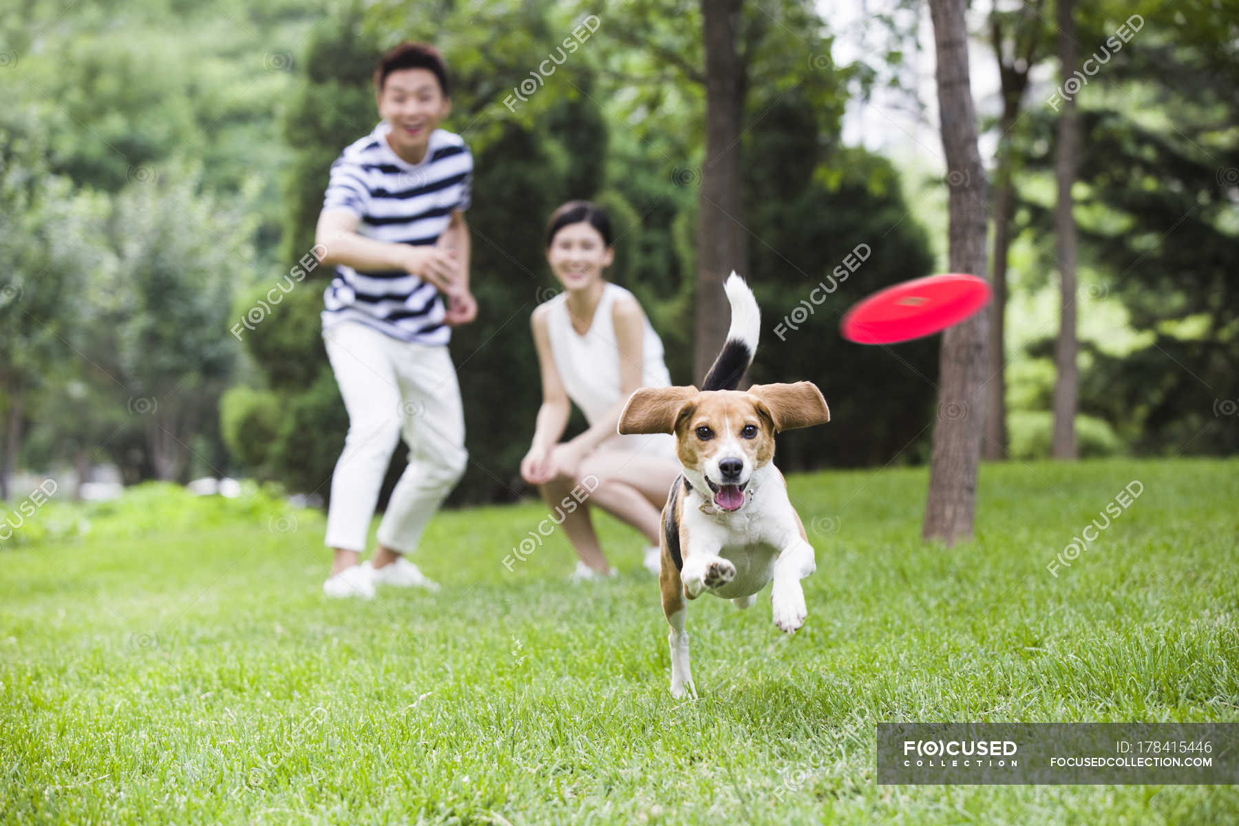 beagle frisbee