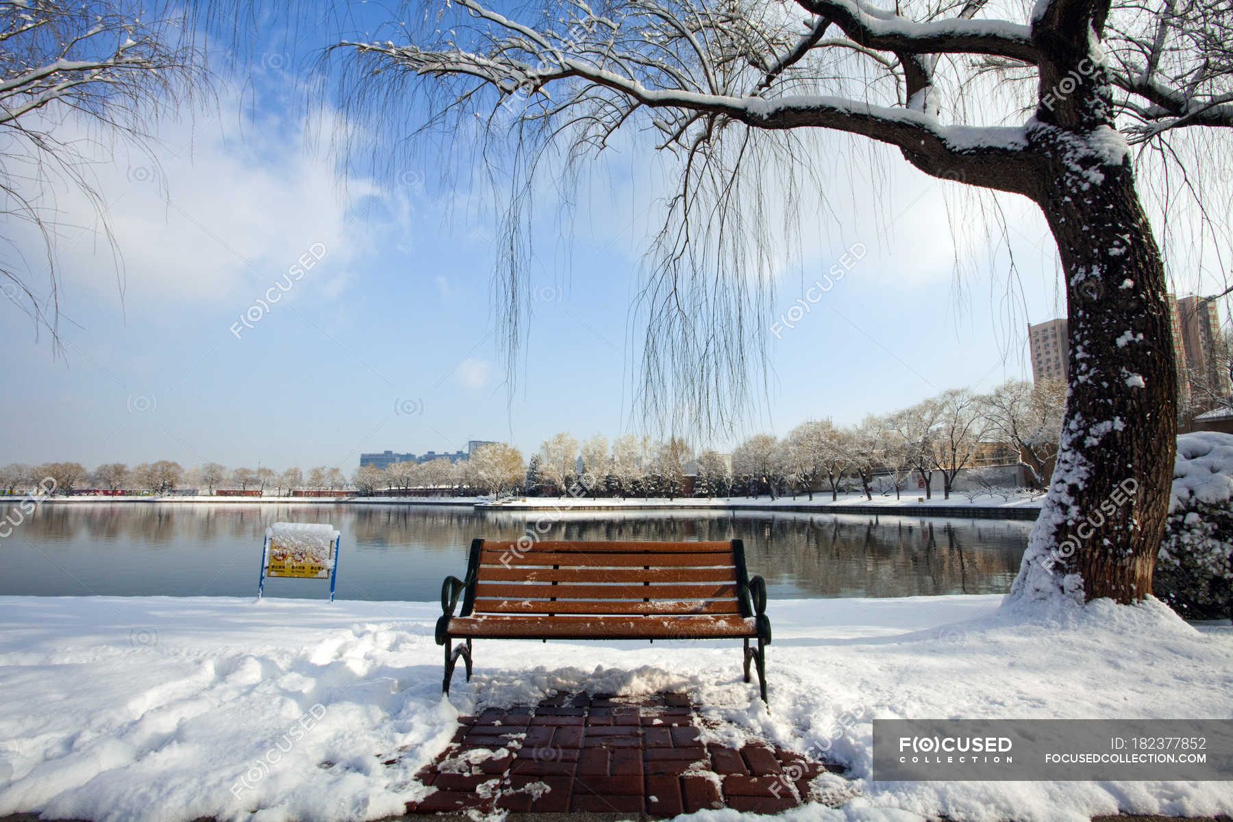 willow tree in winter