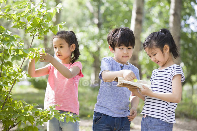 Chinese children collecting sample of leaves in woods — Stock Photo