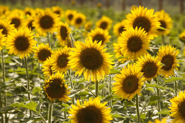 Field of sunflowers growing in soft light — Stock Photo