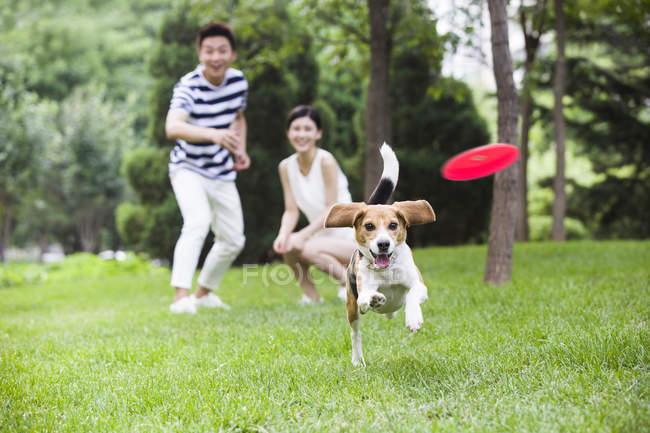 Casal chinês jogando frisbee para bonito beagle — Fotografia de Stock