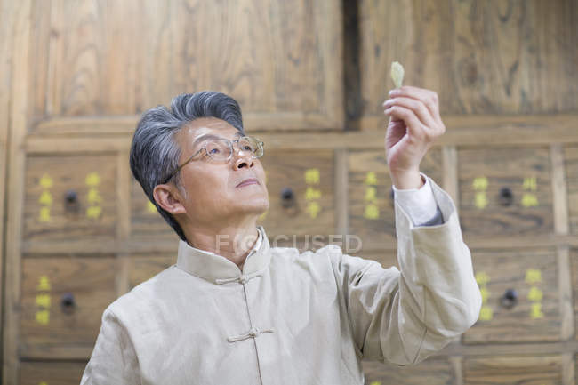 Maturo medico cinese esaminando erba medicinale — Foto stock