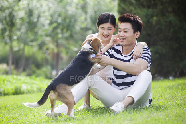 Chinese couple playing with cute beagle in park — Stock Photo