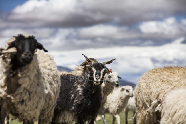 Flock of sheep and goat grazing in field. — Stock Photo