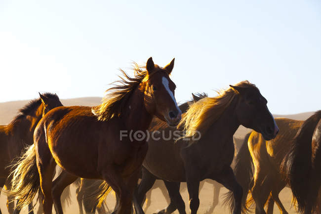 Manada de caballos salvajes corriendo en los pastizales de Mongolia Interior - foto de stock