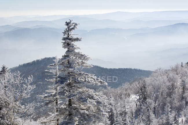 Snow-covered trees in mountains of  China — Stock Photo